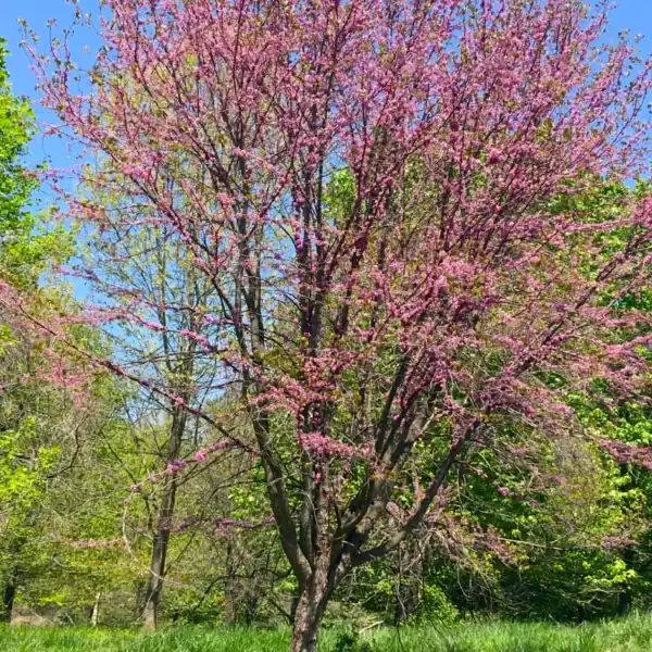 A spectacular Eastern Redbud (Cercis canadensis) showcasing its vibrant cauliflory flowering habit, completely covering the tree's bare skeletal structure in magenta-pink blooms. Pink flowering bare root trees.