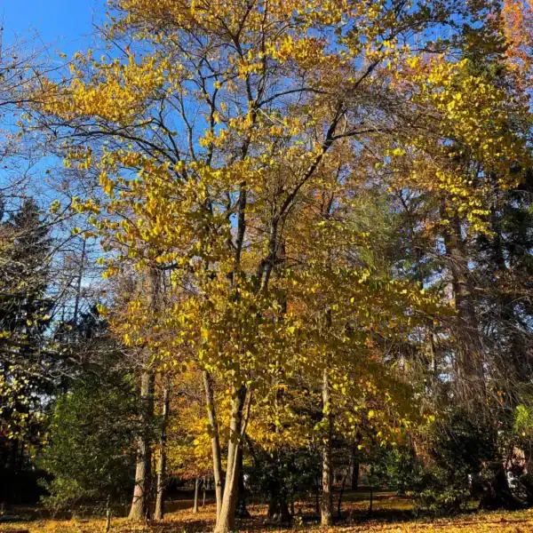 An established Cercis canadensis (Eastern Redbud) tree casting dappled shade in a woodland setting, displaying a highly reliable, clear yellow autumn colour display.