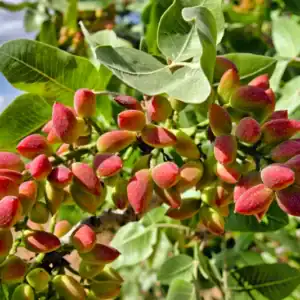 Clusters of small, ornamental red berries developing on the branch of a female Chinese Pistachio (Pistacia chinensis). A premier, drought-tolerant deciduous tree prized for its exceptional autumn colour.