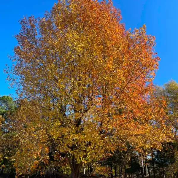 A massive, majestic Liquidambar tree in peak autumn glory, completely illuminated in overlapping layers of brilliant orange, yellow, and red foliage. Liquidambar styraciflua for sale.