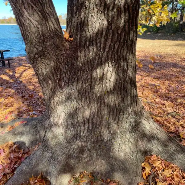 The thick, textured trunk of an established Liquidambar styraciflua standing on a riverbank covered in fallen star-shaped autumn leaves. Bare root seedling shade trees.