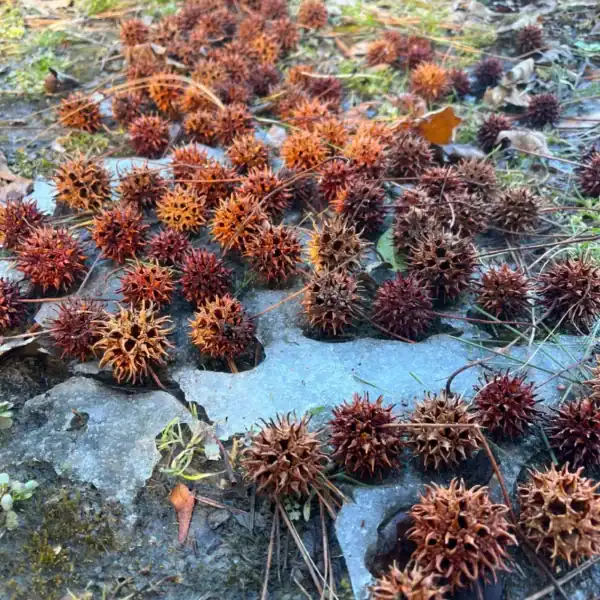 The distinctive spiky, woody round seed balls (gumballs) of the Liquidambar styraciflua resting on the frosted ground beneath the tree's bare winter canopy.