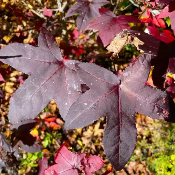Close-up botanical detail of the distinctive five-pointed star-shaped leaves of a Liquidambar styraciflua, transitioning into a deep, rich burgundy and purple autumn colour. Buy Liquidambar bare root Australia.