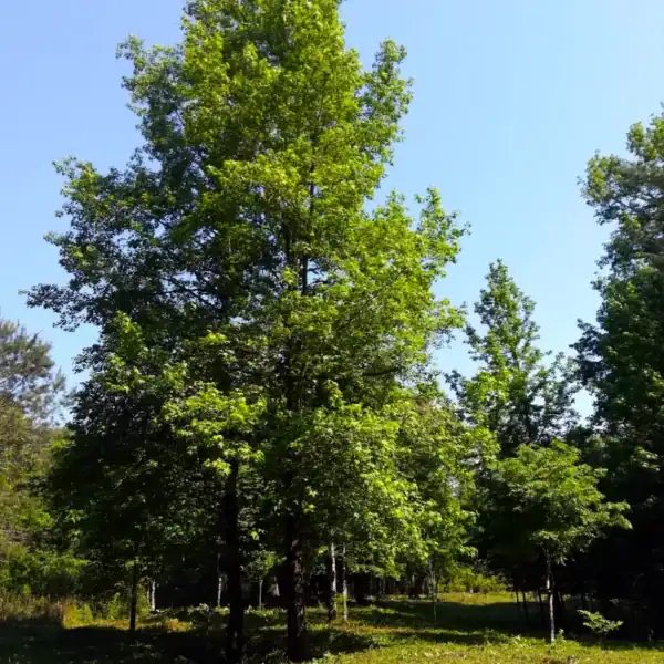 A stately, mature Liquidambar styraciflua (American Sweetgum) tree displaying lush, vibrant green summer foliage in a spacious parkland setting. Fast growing avenue trees.