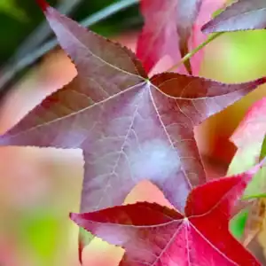 Close-up of the distinctive five-pointed star-shaped leaves of an American Sweetgum (Liquidambar styraciflua) transitioning into rich multi-tonal burgundy and scarlet autumn colours.