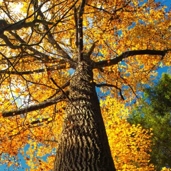 Looking directly up the tall, textured trunk of a mature Liriodendron tulipifera (Tulip Tree) into a magnificent canopy of pure golden-yellow autumn foliage against a blue sky. Buy Tulip Tree Australia.