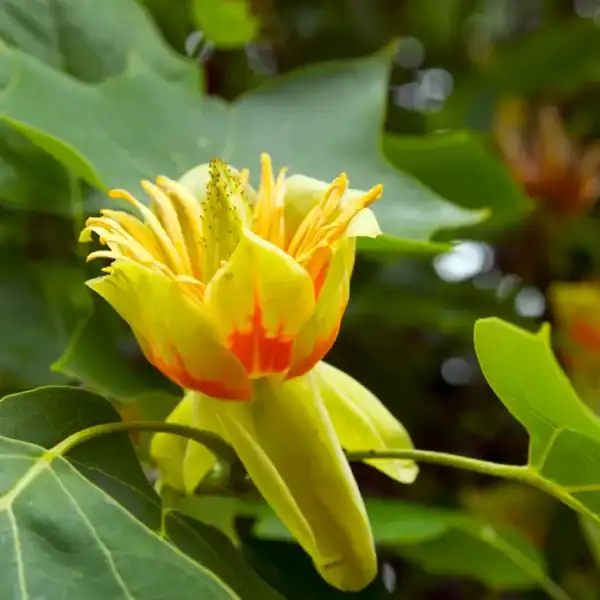 Macro botanical detail of the extraordinary cup-shaped, yellow-green flower with vivid orange basal banding on a Tulip Tree. Liriodendron tulipifera for sale Australia.