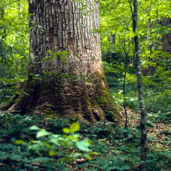 The massive, furrowed lower trunk of a mature Liriodendron tulipifera growing in a forest setting, demonstrating its incredible scale as a fast growing hardwood tree.