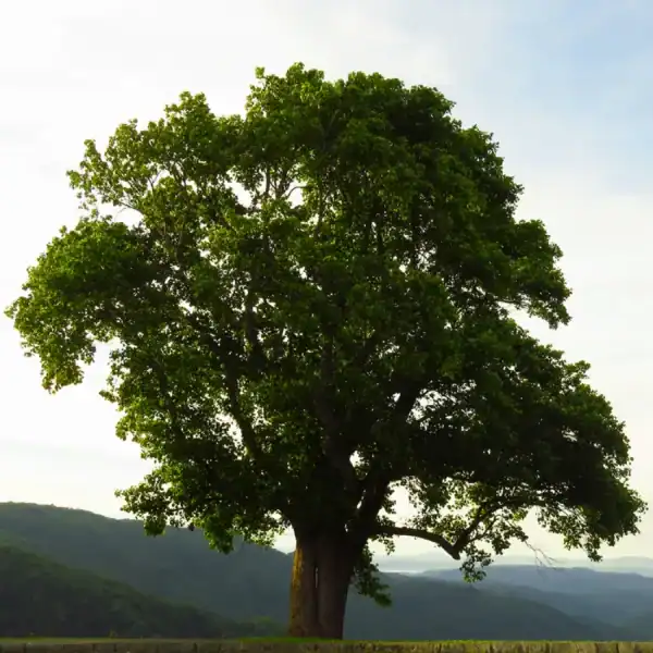 A spectacular, fully mature Liriodendron tulipifera (Tulip Tree) in full summer leaf, showcasing its massive architectural canopy and commanding presence in a large landscape. Bare root deciduous trees.