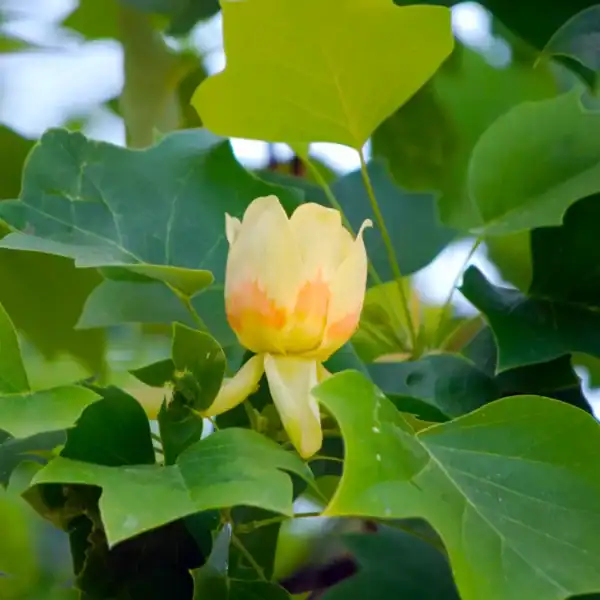 A beautiful, tulip-like flower emerging among the distinctive clipped-tip green foliage of a Liriodendron tulipifera canopy. Golden autumn colour tree.