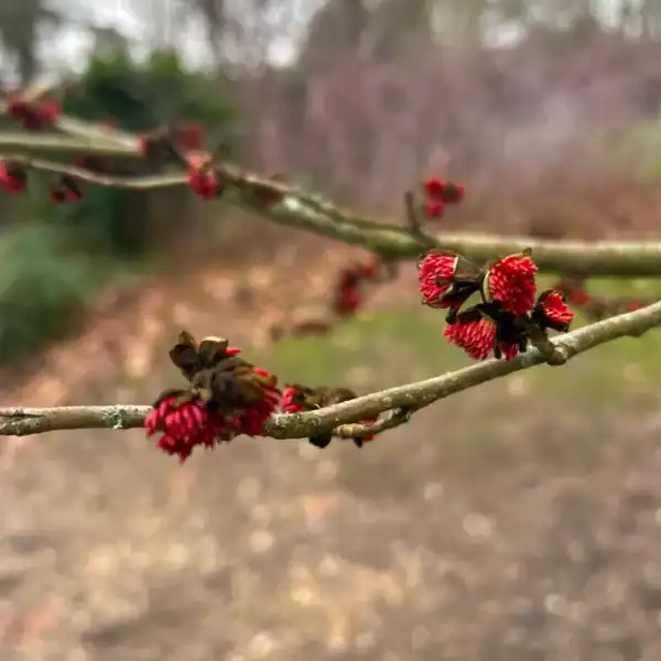 Flower buds on branch): Macro botanical detail of tiny crimson-red flowers emerging from dark scaled buds on the bare winter stems of a Parrotia persica (Persian Ironwood). Persian Witch Hazel deciduous tree.