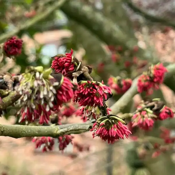 Extreme close-up of the striking, petalless late-winter crimson flowers of the Parrotia persica, appearing weeks before the spring foliage. Buy Parrotia persica Australia.
