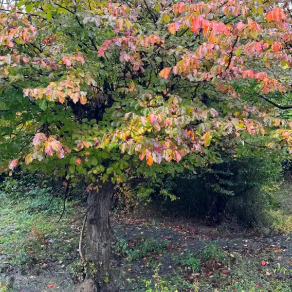 Young tree autumn colour): A young Parrotia persica (Persian Ironwood) transitioning into its multi-tonal autumn display, featuring a beautiful mix of green, orange, and pinkish-red leaves. Bare root reserve 2026.