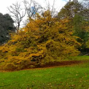 Broad tree golden foliage): A mature, broadly spreading Parrotia persica displaying spectacular golden-yellow autumn foliage in a cool-climate parkland setting. Autumn colour specimen tree.
