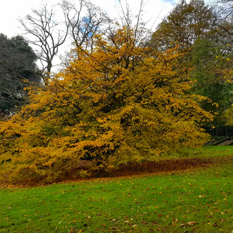 Broad tree golden foliage): A mature, broadly spreading Parrotia persica displaying spectacular golden-yellow autumn foliage in a cool-climate parkland setting. Autumn colour specimen tree.