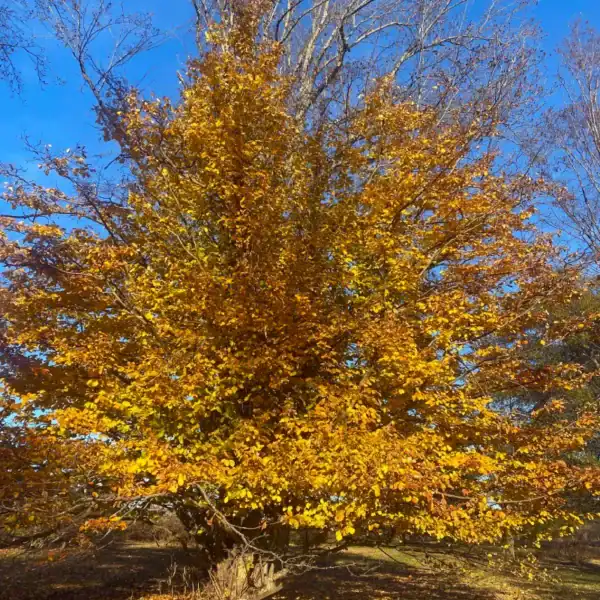 Tall tree autumn canopy): The canopy of a Persian Ironwood (Parrotia persica) ablaze with intense golden-orange autumn colour glowing against a clear blue sky. Persian Ironwood for sale Australia.