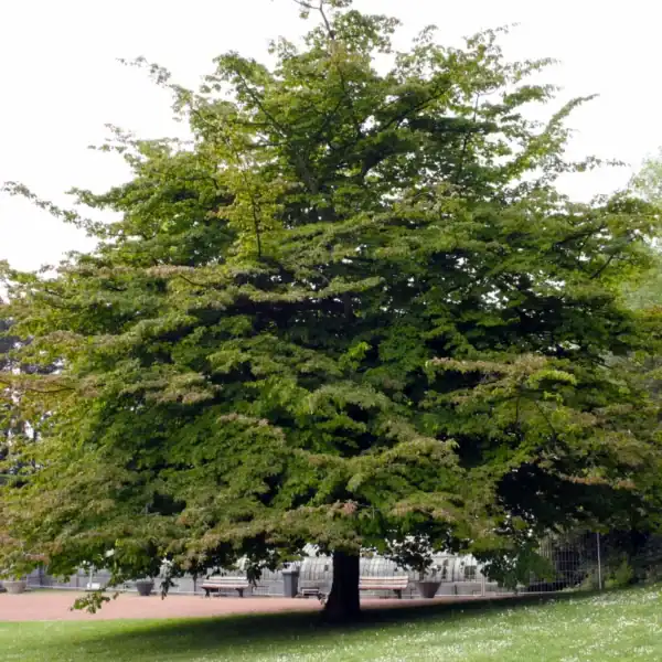 Large green summer tree): A massive, mature Parrotia persica in full summer green leaf, showcasing its incredibly wide, architectural habit and distinctive horizontal branching structure.