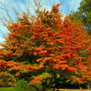 A broadly spreading Persian Ironwood (Parrotia persica) showcasing an intense, multi-tonal canopy of orange, red, and gold autumn foliage in a cool-climate landscape.