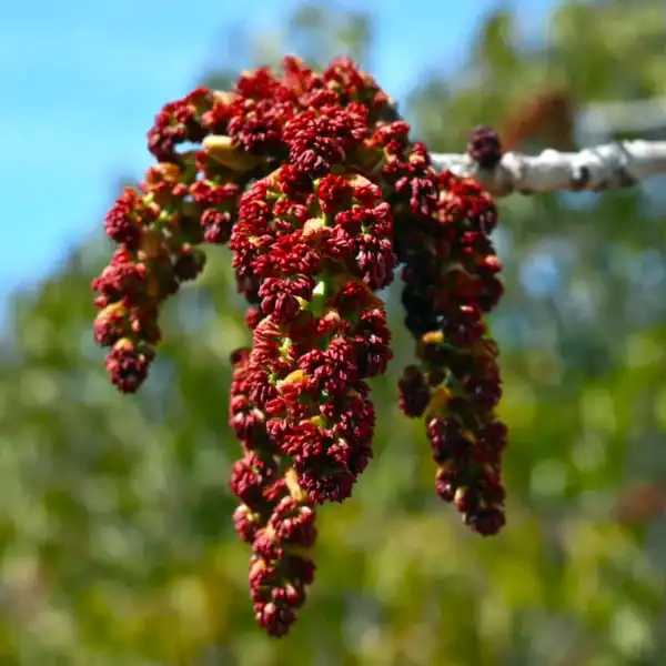 Macro botanical detail of the dark red spring flower panicles emerging on a Pistacia chinensis (Chinese Pistachio) tree. Bare root ornamental trees.