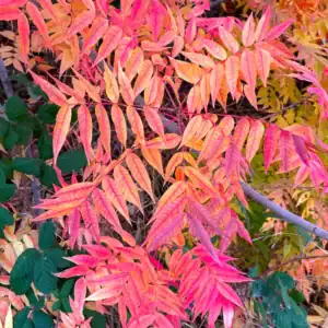 The complex, multi-tonal autumn display of a Chinese Pistachio (Pistacia chinensis) featuring simultaneous shades of pink, scarlet, orange, and green on the same branch. Liquidambar alternative Australia.