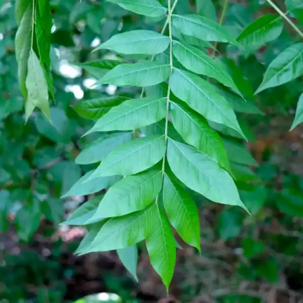 Close-up of the lush, pinnate green summer foliage of the Pistacia chinensis, a highly architectural and drought tolerant deciduous tree.