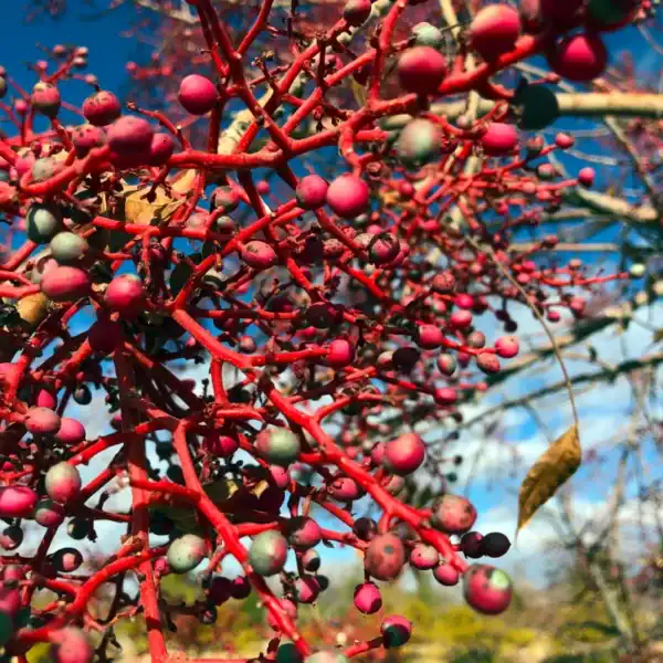 Clusters of small, highly ornamental, bright red berries forming on the vibrant red stems of a female Pistacia chinensis tree. Pistacia chinensis for sale.