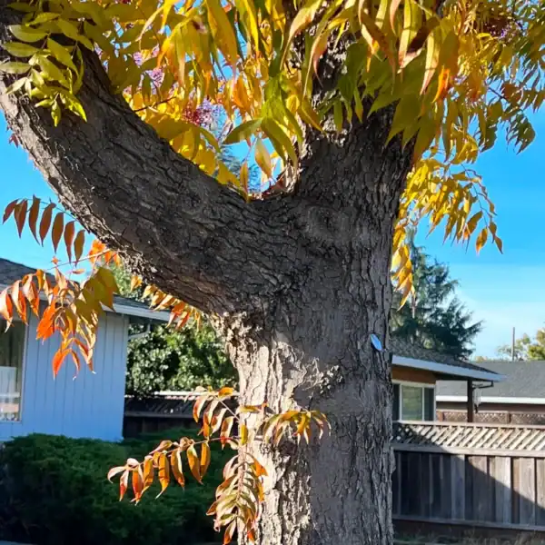Close-up detail of the attractive, flaking bark texture developing on the thick trunk of an established Pistacia chinensis, framed by golden-orange autumn leaves.