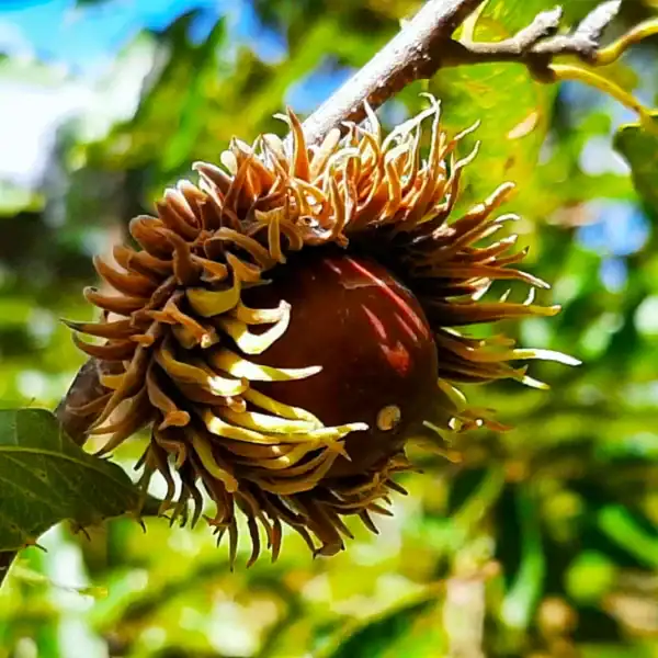 Extreme close-up of the highly ornamental, deeply fringed acorn cup of a Quercus acutissima (Sawtooth Oak), providing excellent wildlife value. Buy Sawtooth Oak Australia.