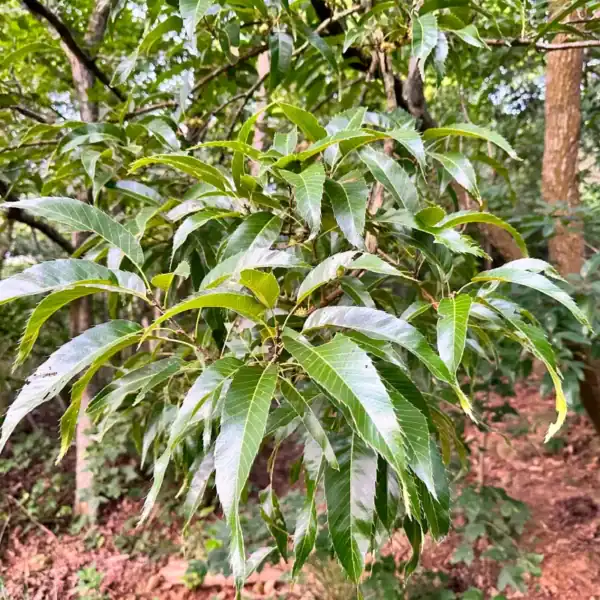 The distinctive oblong, serrated chestnut-like green leaves of the Quercus acutissima (Sawtooth Oak) differentiating it from traditional lobed English oaks. Serrated leaf oak tree.