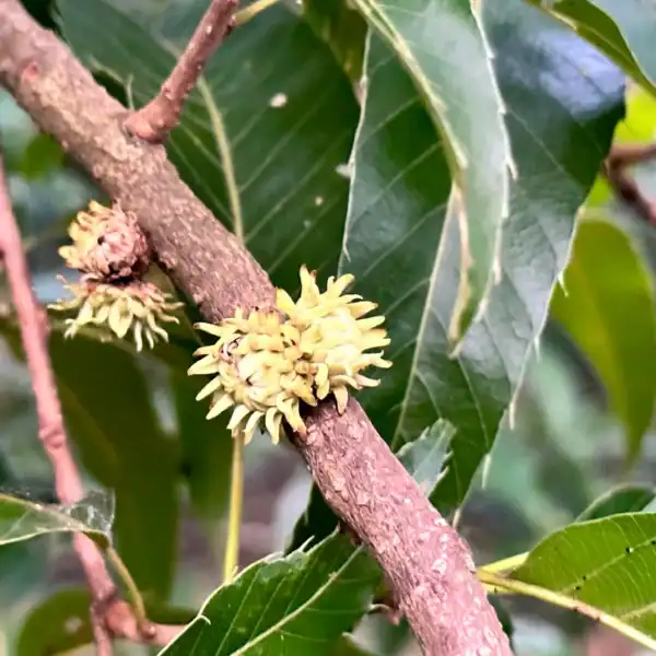 Young, highly textured fringed acorn cups forming tightly along the branch of an East Asian Sawtooth Oak (Quercus acutissima). Quercus acutissima for sale.