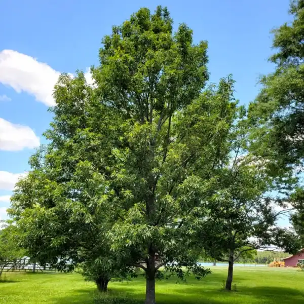A magnificent, broadly spreading Quercus acutissima (Sawtooth Oak) standing as a massive architectural shade tree in a large acreage setting. Fast growing shade trees acreage.