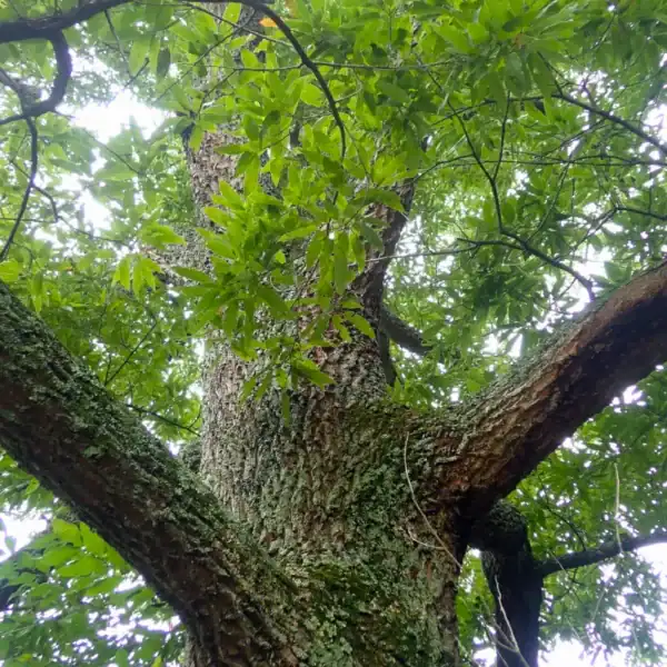 Looking up through the massive, deeply textured trunk and sprawling branches of a mature Sawtooth Oak (Quercus acutissima). Clay tolerant oak trees.