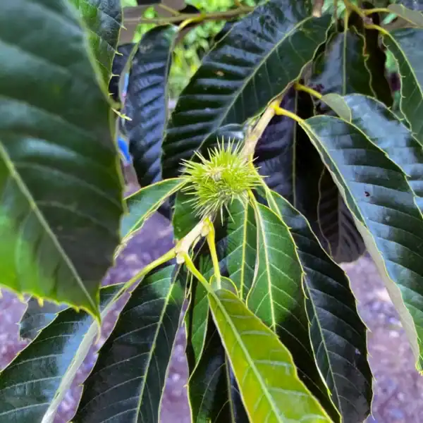 A bright green developing acorn encased in its protective fringed cup, resting among the glossy, toothed leaves of a Sawtooth Oak.