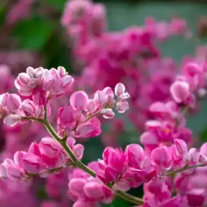 Vibrant clusters of rosy-magenta blooms representing the Eastern Redbud (Cercis canadensis) category, a spectacular ornamental deciduous tree famous for its dramatic late-winter flowers.