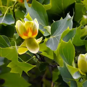 Macro botanical view of the distinctive cup-shaped, yellow-green and orange-banded flowers alongside the uniquely truncated leaves of the Liriodendron tulipifera (Tulip Tree).
