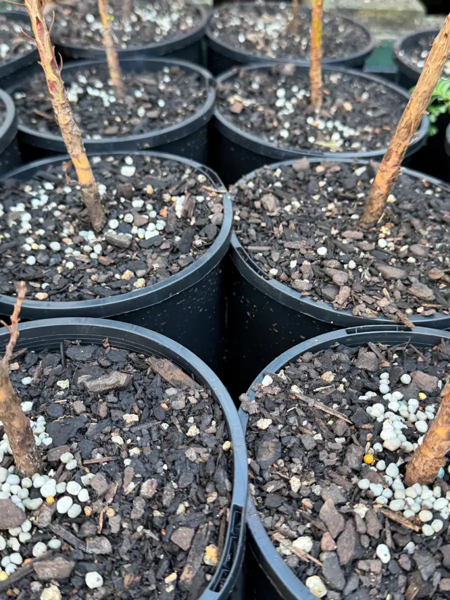 Quality growing media preparation at a specialist nursery, Sequoia Valley Farms Mittagong NSW