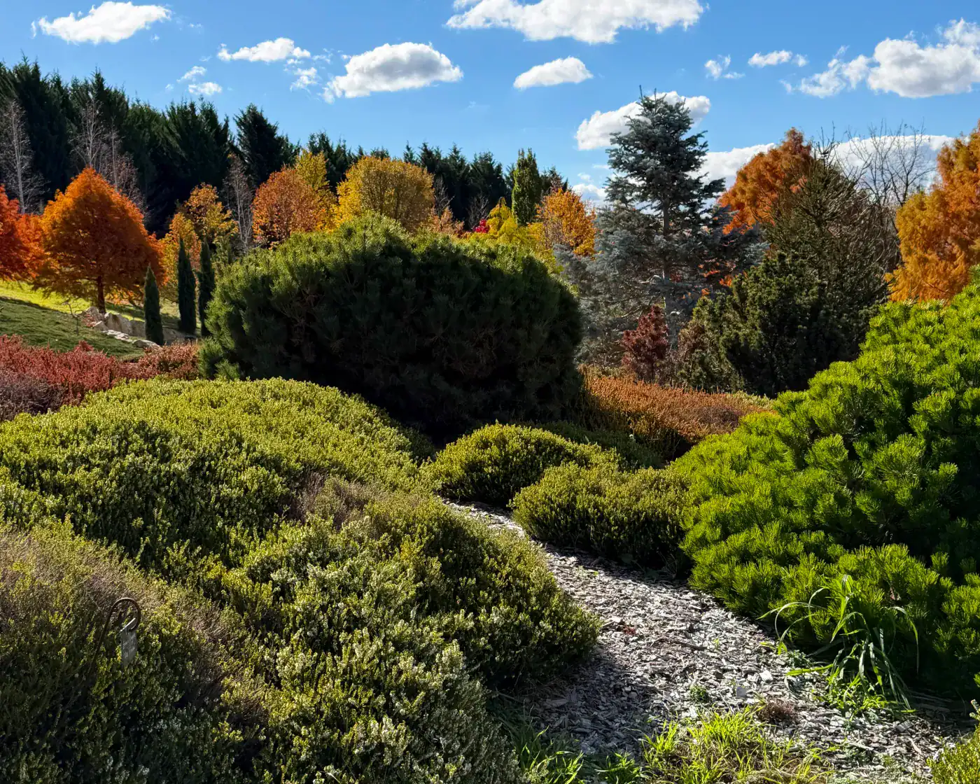 Mature cool-climate conifers in the Central Tablelands, NSW — Pinus Picea Abies growing conditions