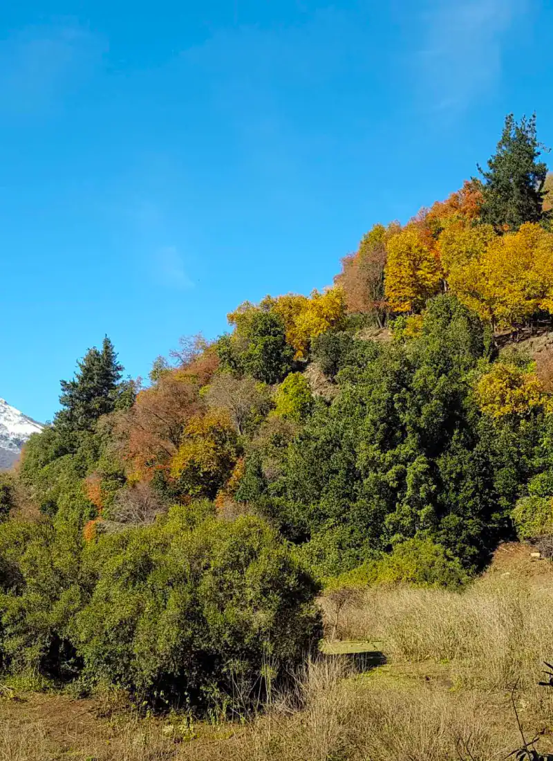 Nothofagus deciduous southern beech species growing conditions cool temperate climate