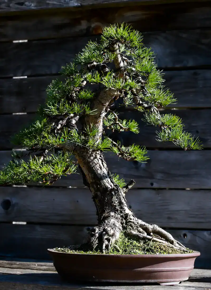 Japanese Black Pine Pinus thunbergii bonsai specimen in training pot, cool-climate conifer bonsai Australia
