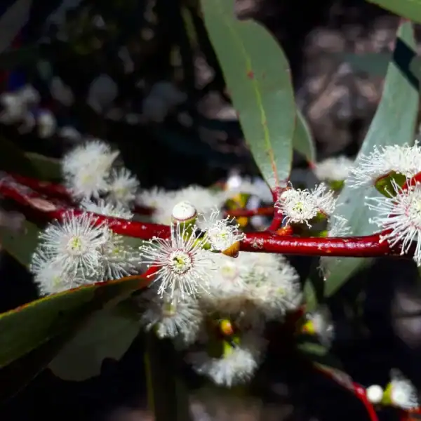 Close-up macro view of the fluffy white structural blossoms of Eucalyptus gregsoniana bursting from deep crimson-red alpine stems. Buy Eucalyptus gregsoniana Australia.