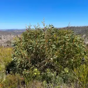 Young green ribbed gumnuts and thick, leathery grey-green foliage of a Dwarf Snow Gum displaying stark structural shadows. Dwarf Snow Gum tree for sale.
