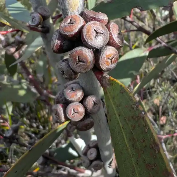Dense cluster of mature, woody, brown star-notched gumnuts tightly packed on a grey stem of a wild Eucalyptus gregsoniana specimen. Buy compact snow gum.