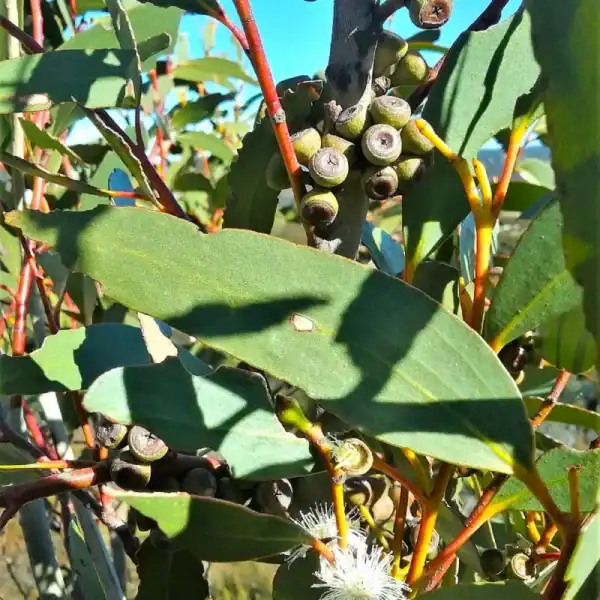 A beautifully developed, multi-stemmed Eucalyptus gregsoniana mallee shrub thriving on a rocky alpine tableland ridge overlooking a deep valley canyon. Rare alpine eucalyptus nursery.