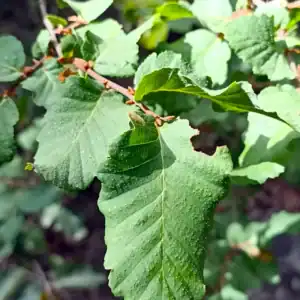 Close-up botanical detail of the distinctive crinkled, slightly glaucous leaves of Nothofagus glauca (Hualo), a highly resilient canopy tree. Buy Nothofagus glauca Australia.