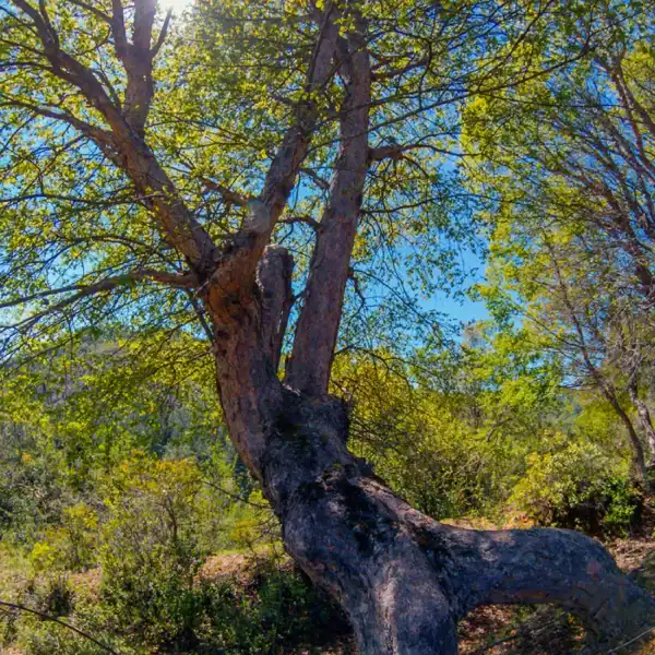 Healthy, seed-grown Nothofagus glauca (Hualo) cultivated in a custom coarse, fast-draining medium to ensure pristine root health. Hualo tree for sale.