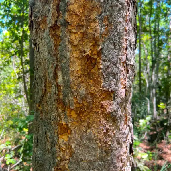 Sunlight filtering through the deeply veined, textured green foliage of a Nothofagus glauca canopy, showcasing its sclerophyll-like characteristics. Drought tolerant Nothofagus.