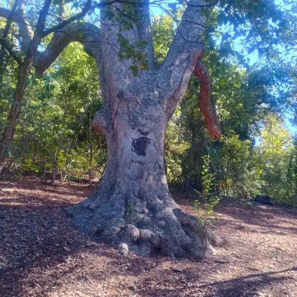 A young Nothofagus glauca (Hualo) tree displaying its vigorous upright growth habit, perfectly adapted for Mediterranean-style climates. Rare Chilean trees Australia.
