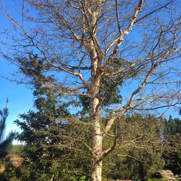 The robust branches and distinctive foliage of the Nothofagus glauca, a rare deciduous tree that thrives in hot, dry summers and wet winters. Dry climate deciduous trees.