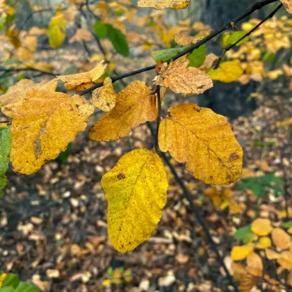 Macro view highlighting the unique blue-green tint and deeply grooved texture of the Hualo (Nothofagus glauca) leaves. Nothofagus seed grown.