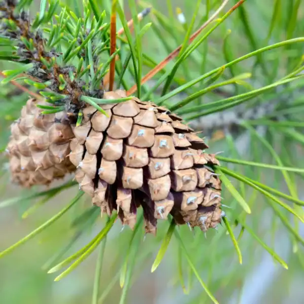 Pinus contorta 'Lodgepole Pine' displaying characteristic prickly serotinous cones and short paired needles, estate-grown premium conifer